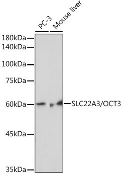 SLC22A3 Antibody in Western Blot (WB)