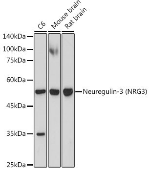 NRG3 Antibody in Western Blot (WB)