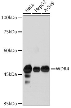 WDR4 Antibody in Western Blot (WB)