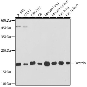 Destrin Antibody in Western Blot (WB)