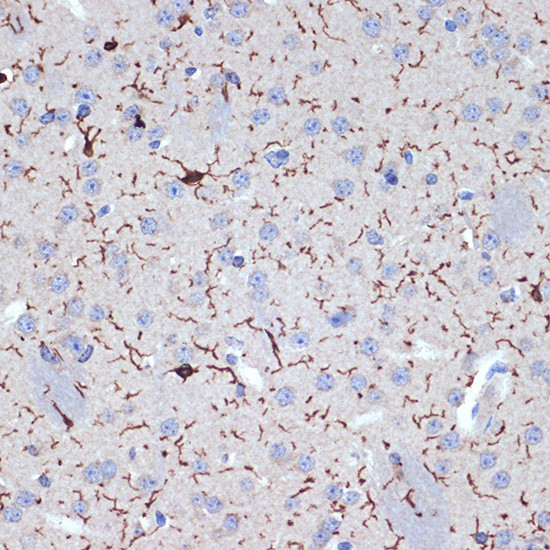 IBA1 Antibody in Immunohistochemistry (Paraffin) (IHC (P))