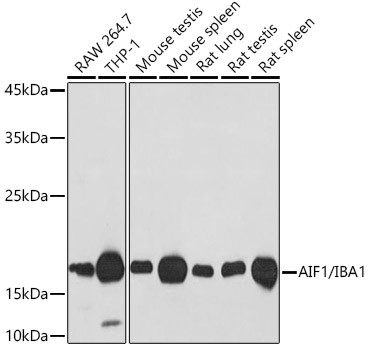 IBA1 Antibody in Western Blot (WB)