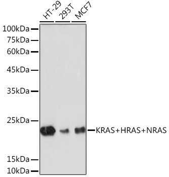 Pan Ras Antibody in Western Blot (WB)