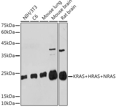 Pan Ras Antibody in Western Blot (WB)