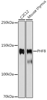 PHF8 Antibody in Western Blot (WB)