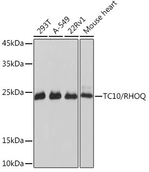 TC10 Antibody in Western Blot (WB)