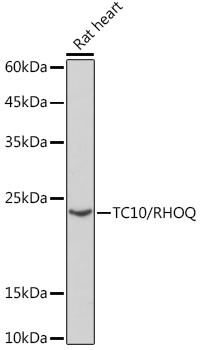 TC10 Antibody in Western Blot (WB)