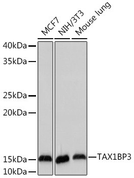 TAX1BP3 Antibody in Western Blot (WB)