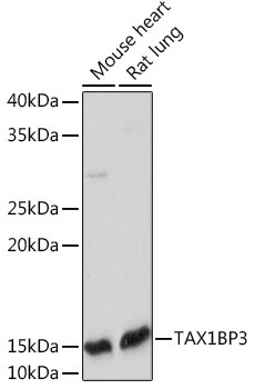 TAX1BP3 Antibody in Western Blot (WB)