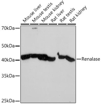 Renalase Antibody in Western Blot (WB)