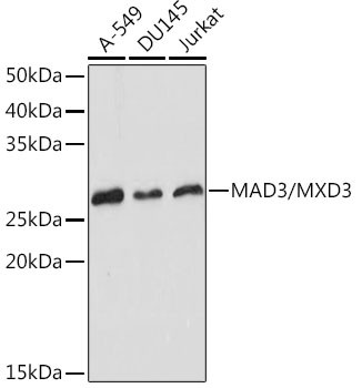 MAD3 Antibody in Western Blot (WB)