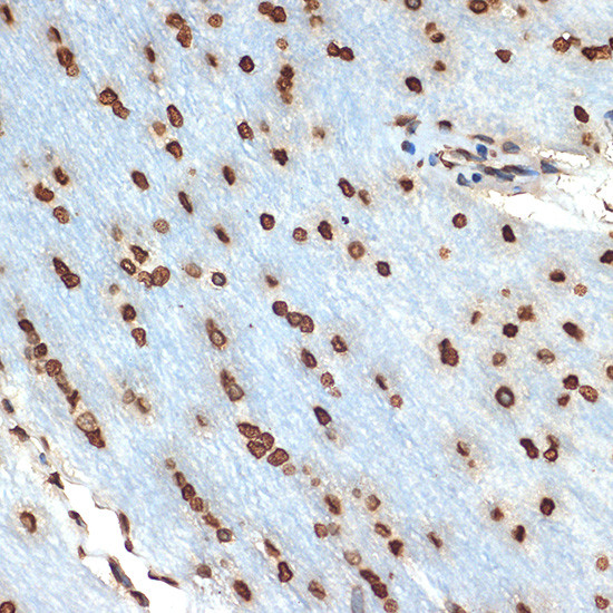 Histone H2B Antibody in Immunohistochemistry (Paraffin) (IHC (P))