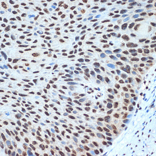 Histone H2B Antibody in Immunohistochemistry (Paraffin) (IHC (P))