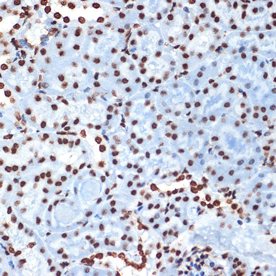 Histone H4 Antibody in Immunohistochemistry (Paraffin) (IHC (P))