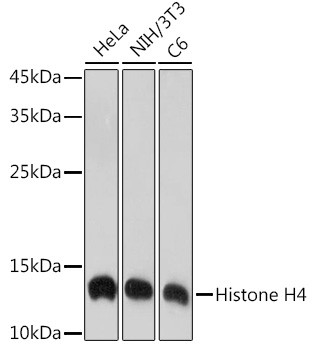 Histone H4 Antibody in Western Blot (WB)