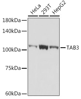 TAB3 Antibody in Western Blot (WB)