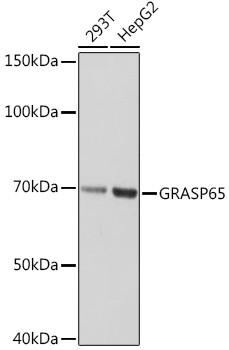 GRASP65 Antibody in Western Blot (WB)