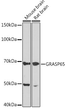 GRASP65 Antibody in Western Blot (WB)