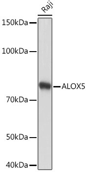 ALOX5 Antibody in Western Blot (WB)