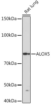 ALOX5 Antibody in Western Blot (WB)