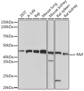 c-MAF Antibody in Western Blot (WB)