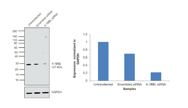 4-1BB Ligand Antibody