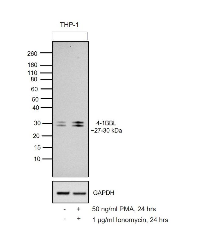 4-1BB Ligand Antibody