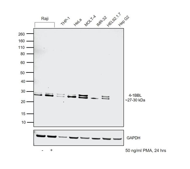 4-1BB Ligand Antibody in Western Blot (WB)