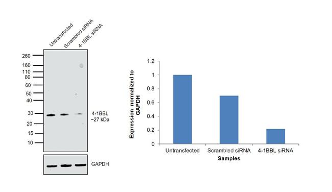 4-1BB Ligand Antibody in Western Blot (WB)