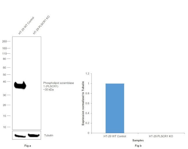 PLSCR1 Antibody