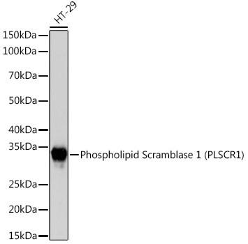 PLSCR1 Antibody in Western Blot (WB)