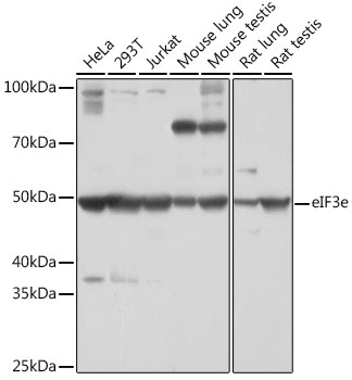 eIF3e Antibody in Western Blot (WB)