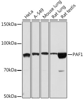 PAF1 Antibody in Western Blot (WB)