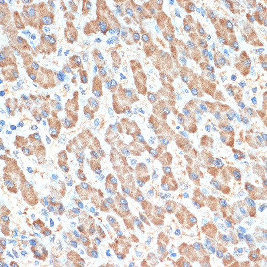 PON1 Antibody in Immunohistochemistry (Paraffin) (IHC (P))