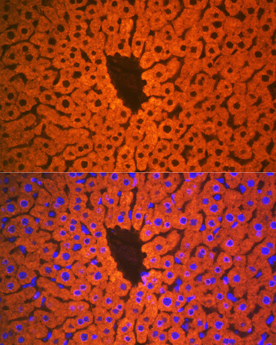 PON1 Antibody in Immunohistochemistry (Paraffin) (IHC (P))