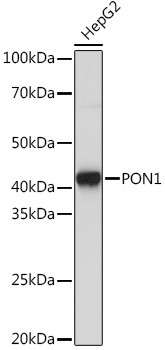 PON1 Antibody in Western Blot (WB)