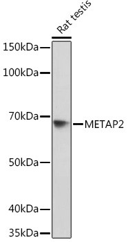 METAP2 Antibody in Western Blot (WB)