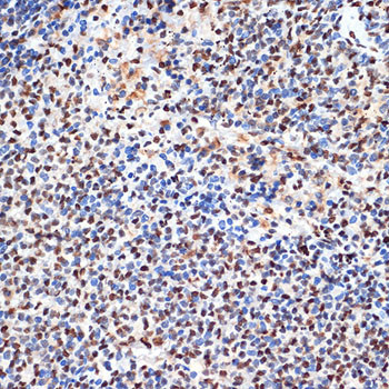 PHAPI2 Antibody in Immunohistochemistry (Paraffin) (IHC (P))