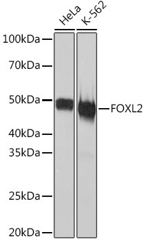 FOXL2 Antibody in Western Blot (WB)