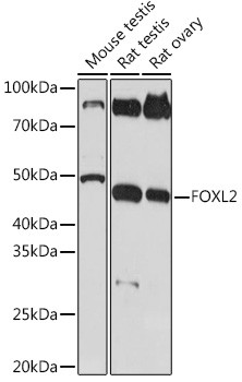 FOXL2 Antibody in Western Blot (WB)