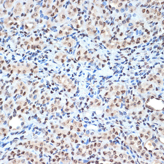 Histone H2A Antibody in Immunohistochemistry (Paraffin) (IHC (P))