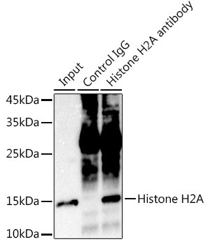 Histone H2A Antibody in Immunoprecipitation (IP)