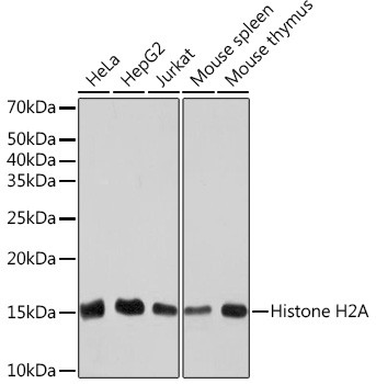 Histone H2A Antibody in Western Blot (WB)