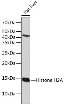 Histone H2A Antibody in Western Blot (WB)