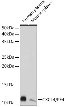 PF4 Antibody in Western Blot (WB)