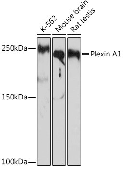 Plexin-A1 Antibody in Western Blot (WB)