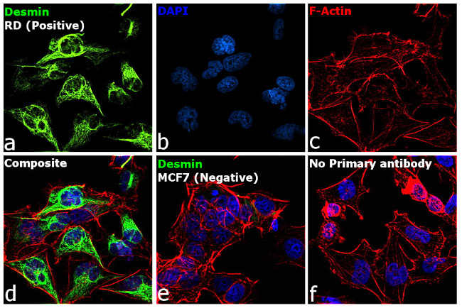 Desmin Antibody