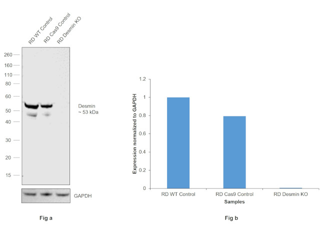 Desmin Antibody in Western Blot (WB)