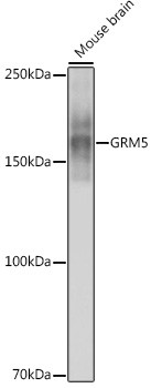 mGluR5 Antibody in Western Blot (WB)