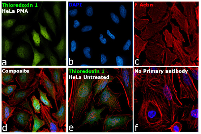 Thioredoxin 1 Antibody in Immunocytochemistry (ICC/IF)